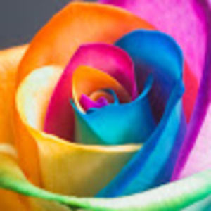 Meet your Posher, Kimber